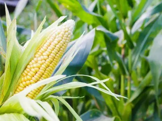 感恩農(nóng)民，珍惜糧食