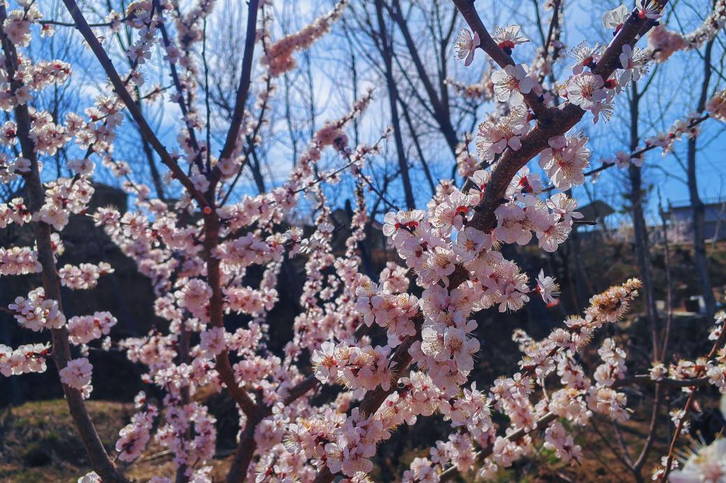 關(guān)于春天：微風(fēng)，野花，風(fēng)箏，還有好久不見(jiàn)的你