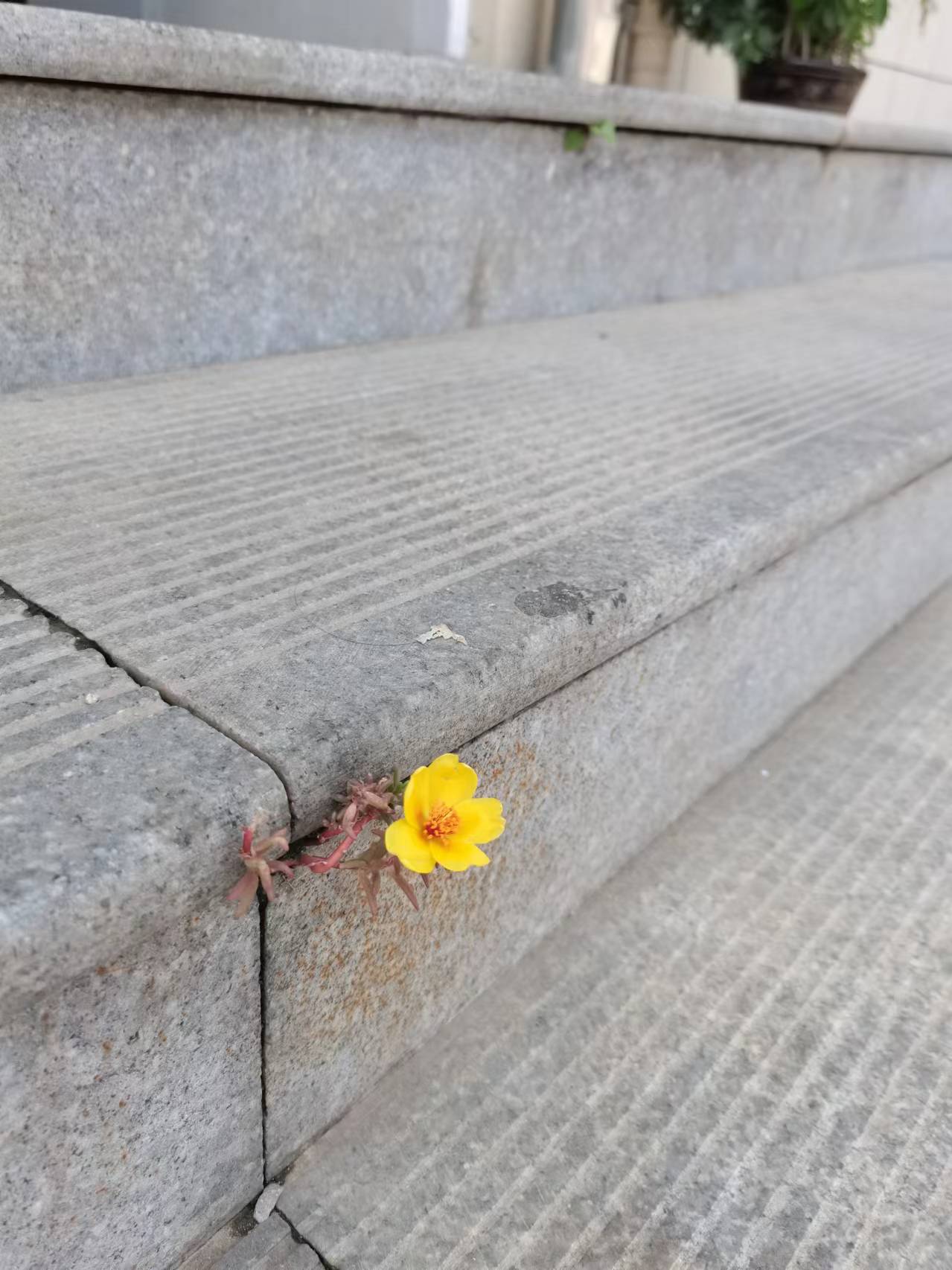 臺(tái)階上開(kāi)出的小花