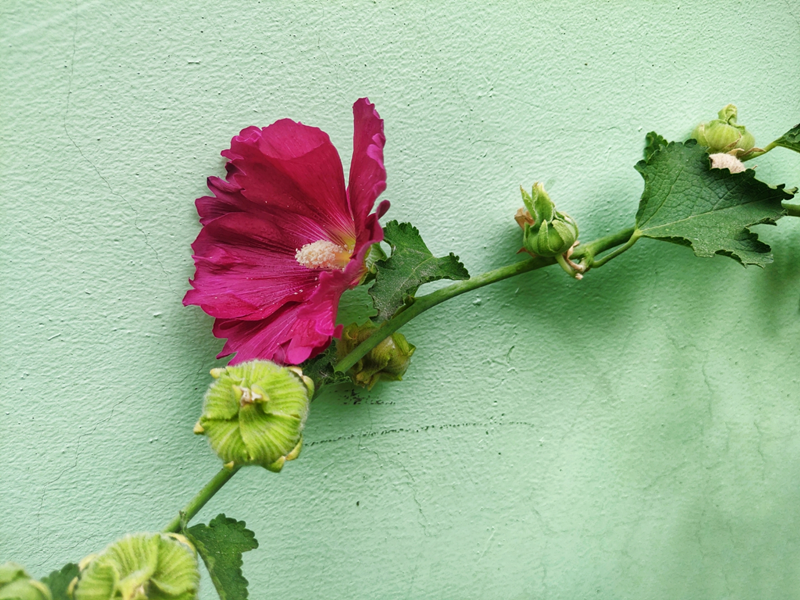 蜀葵花開(kāi)，藏在記憶里的祖孫情