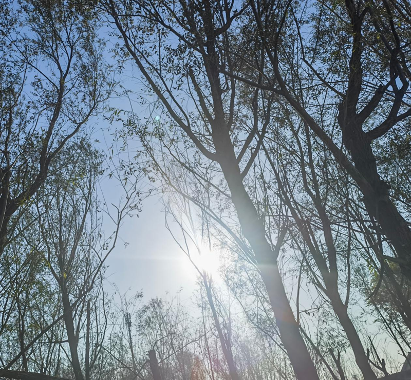 有陽(yáng)光的日子