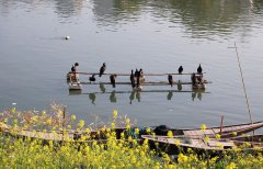 春色三月，醉美江西