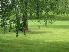 酷熱里的那絲清涼