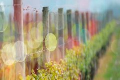 流年無恙，光陰留香