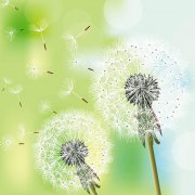 你若盛開，清風(fēng)自來