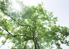 學(xué)會(huì)放棄，勇于擔(dān)當(dāng)