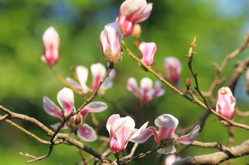 一年之計在于春，擼起袖子加油干