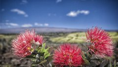 讓生命之花永遠綻放