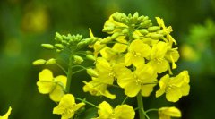 最是一年春好處