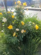 五月，你好