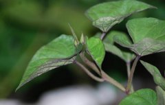 食療保健長壽菜——地瓜葉