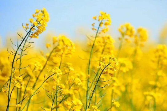 待到疫情散去，一起笑看春暖花開