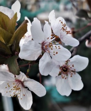 櫻花時節(jié)談史論今