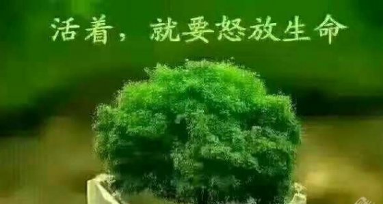 執(zhí)著夢(mèng)想無悔人生