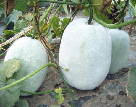 赤日炎炎談養(yǎng)生