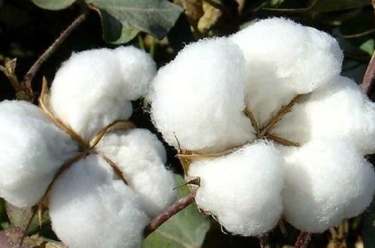 度之往事，驗之來事——我與新疆棉的故事