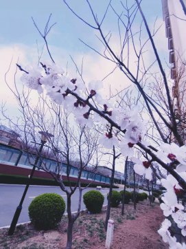 桃紅，那一抹迷人的春色