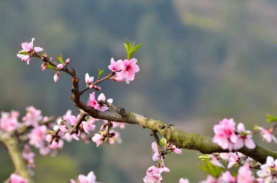 這個(gè)春天，有疫更有情